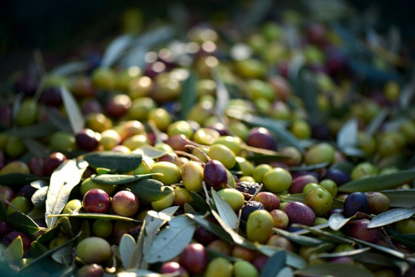 Olives noires et Olives vertes